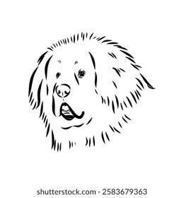 Tibetan Mastiff dog hand drawn sketch. Rare purebred dog illustration.