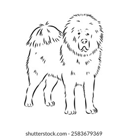 Tibetan Mastiff dog hand drawn sketch. Rare purebred dog illustration.