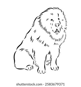 Tibetan Mastiff dog hand drawn sketch. Rare purebred dog illustration.