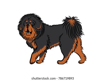 Tibetan Mastiff dog - vector illustration