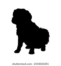Tibetan Spaniel. Dog on the move. Dog in different poses. jumps runs. The dog is sitting. The dog is lying down playing