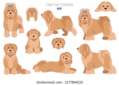 Tibetan terrier clipart. Different poses, coat colors set.  Vector illustration