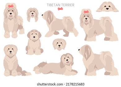 Tibetan terrier clipart. Different poses, coat colors set.  Vector illustration