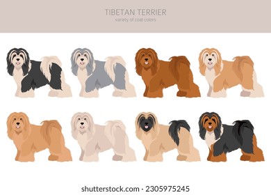 Tibetan terrier clipart. Different poses, coat colors set.  Vector illustration