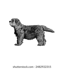 Vector de dibujo a mano del Terrier tibetano aislado sobre fondo blanco.