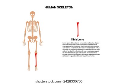 Tibia bone anatomy. Shinbone in human skeletal system diagram. Skeleton in male silhouette. Bones, cartilage and joints in body, x ray backbone, shankbone, knee and pelvis medical vector illustration