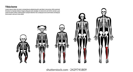 Tibia bone anatomy. Shinbone In human skeletal system diagram. Shankbone poster, Skeleton in male, female, baby, child and adult silhouettes. Cartilage and joints in body xray flat vector illustration