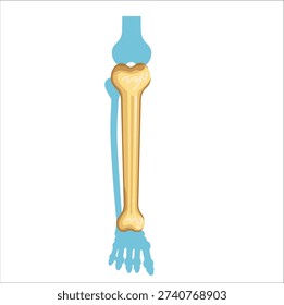 Tibia in Educational Anatomy Illustration