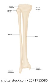 Tibia and Fibula Bone Anatomy