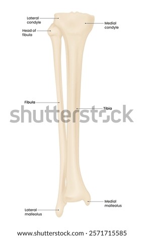 Tibia and Fibula Bone Anatomy