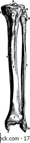 Fibula Stock Illustrations, Images & Vectors | Shutterstock