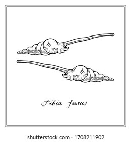 Tibia fusus Muscheln. Schwarz-Weiß-Quadratkarte. Handgezeichnete Grußkartensammlung. Vektorillustration.