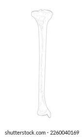 La tibia de la pierna derecha. Vista anterior (ventral). Ilustración en blanco y negro.