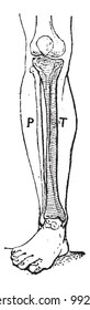 Tibia, vintage engraved illustration. Dictionary of words and things - Larive and Fleury - 1895.