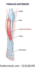 Tibialis anterior muscle with human leg skeletal structure outline diagram. Labeled educational foot anatomy with femur, tibia, fibula or metatarsal location vector illustration. Human feet physiology