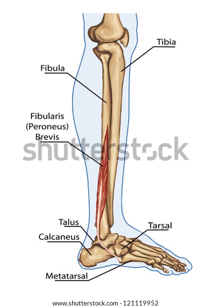 Tibialis Peroneus Brevis Anatomy Leg Foot Stock Vector Royalty Free