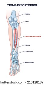 Diagrama del contorno de la estructura esquelética del músculo posterior del tibialis y de la pierna humana. Anatomía de pie educativa etiquetada con fémur, tibia, fibula o metatarsal localizada como ilustración vectorial. Modelo de huesos largos.