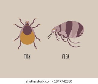 tick and flea, insect, bug concept, flat character design clip art vector illustration cartoon sign logo