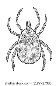 Tick Illustration, Drawing, Engraving, Ink, Line Art, Vector
