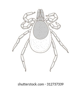 tick mite insect vector illustration