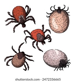 conjunto de garrapatas dibujado a mano. mordedura de ácaro, animal parásito, chinche de cama Vector de garrapata boceto. ilustración de color aislado