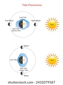 
Tidal phenomena. Gravitational forces between Earth, Moon, and Sun causing cyclic rise and fall of ocean levels.Low tide and high tide. vector illustration.