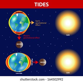 Las mareas dependen del lugar donde el sol y la luna son relativos a la Tierra. Gravedad e inercia que crean crecimientos de marea en lados opuestos del planeta. Diagrama de vectores