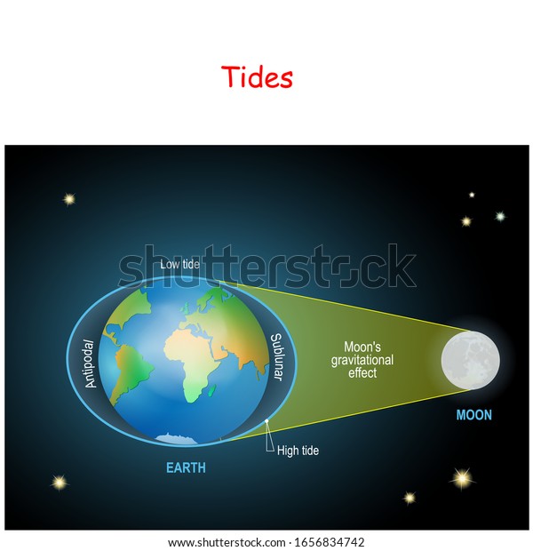 Tides Diagram Low High Lunar Tides Stock Vector (Royalty Free) 1656834742