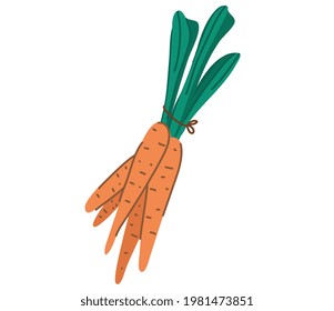 Сarrot tied in a bunch. Cartoon flat style isolated vector illustration.