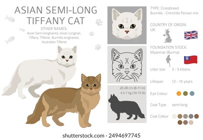 Tiffany Cat, Asian semi-longhair cat Tiffanie clipart. All coat colors set.  All cat breeds characteristics infographic. Vector illustration