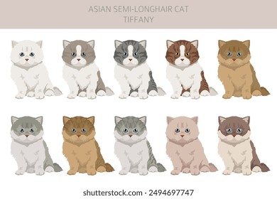 Tiffany Cat, Asian semi-longhair cat Tiffanie clipart. All coat colors set.  All cat breeds characteristics infographic. Vector illustration