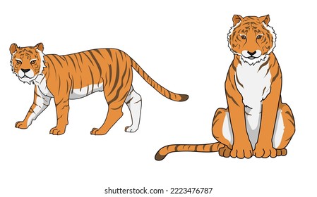 Tiger in 2 action, vector illustration