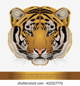 tiger