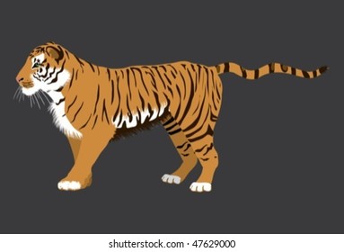 tiger