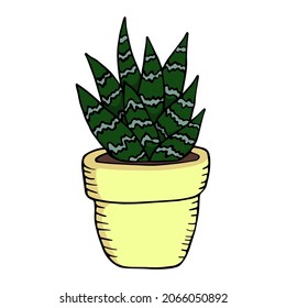 Tiger aloe in doodle style. Cartoon partridge-breasted aloe. Colorful vector illustration isolated on white background