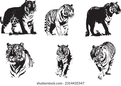 Tiger animal black and white images