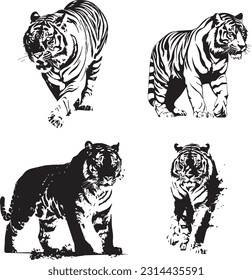 Imágenes en blanco y negro de los animales tigres