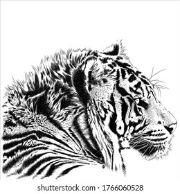 Tiger animal illustration, nature conservation vector