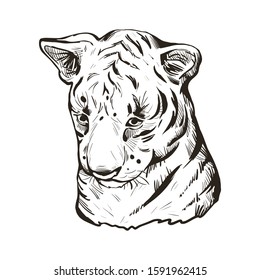 Tiger baby tabby vector portrait closeup isolated sketch t-shirt print, monochrome sketch. Hand drawn panthera tigris, wild cat. Felidae Predator wildlife, carnivore beast, hand drawn illustration