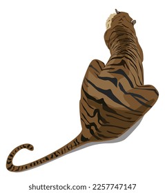 Tiger from back view lying down on white background