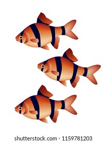 Tiger barb fish graphic vector
