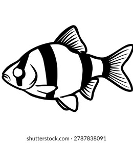 Tiger Barb Fish Line Art Illustration Vector for Coloring Page.