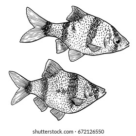 Tiger barb illustration, drawing, engraving, ink, line art, vector