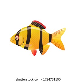 tiger barb vector illustration design