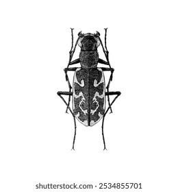 Tiger Beetle hand drawing vector isolated on white background.