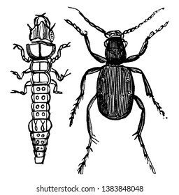 Tiger Beetle and Larvae which are the common European species, vintage line drawing or engraving illustration.