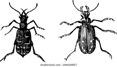 Tiger Beetles, vintage engraved illustration.