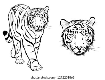 tiger in black line 


