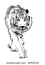 tiger, black on white