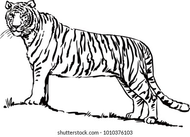 tiger black and white vector illustration